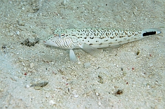 IMG_0967rf_Maldives_Madoogali_House reef_Perche de sable ocelle ou pintade_Parapercis hexophtalma